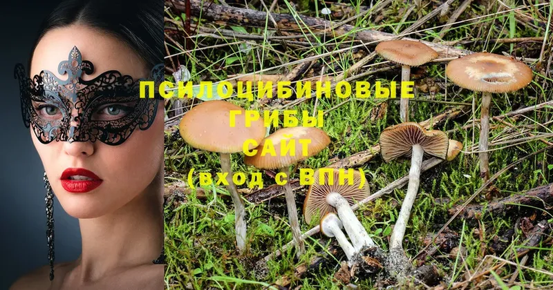 Псилоцибиновые грибы Psilocybe  Беломорск 